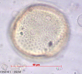 ISEM 1/Lagrezia_decaryana_74/Lagrezia_decaryana_74_0001(copy)_thumb.jpg